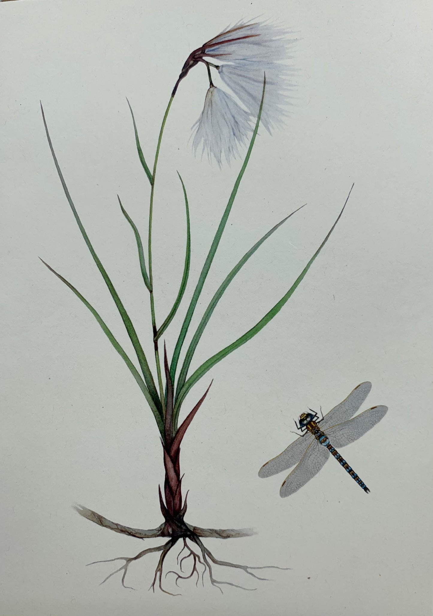 Bog cotton &Dragonfly